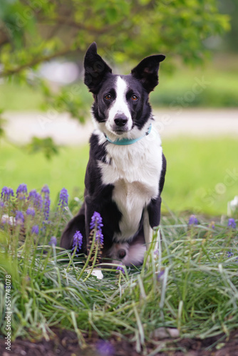 Serious black and white short-haired Border Collie dog with a light blue collar posing outdoors sitting on a green grass with purple Muscari flowers in summer