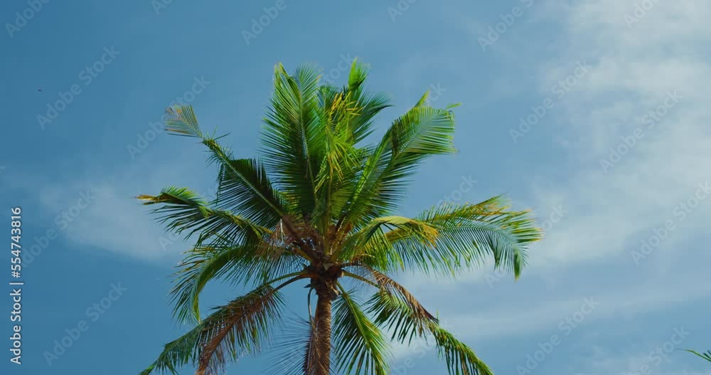 Crown of tropical palm tree against blue sky with white clouds at sunny day. Nusa Penida Bali Island Indonesia. Bottom up view, high quality footage. Holiday vacation concept. Crown of tropical palm tree against blue sky with white clouds at sunny day. Nusa Penida Bali Island Indonesia. Bottom up view, high quality footage. Holiday vacation concept.