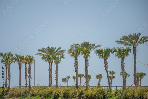 palm trees on the beach