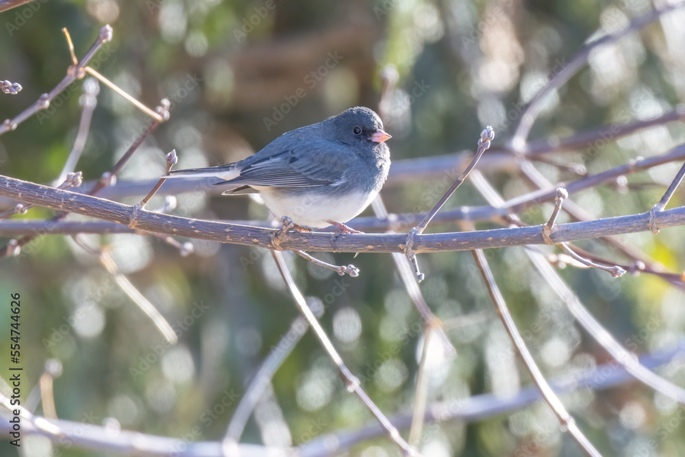 Fototapeta premium dark-eyed junco (Junco hyemalis) in winter