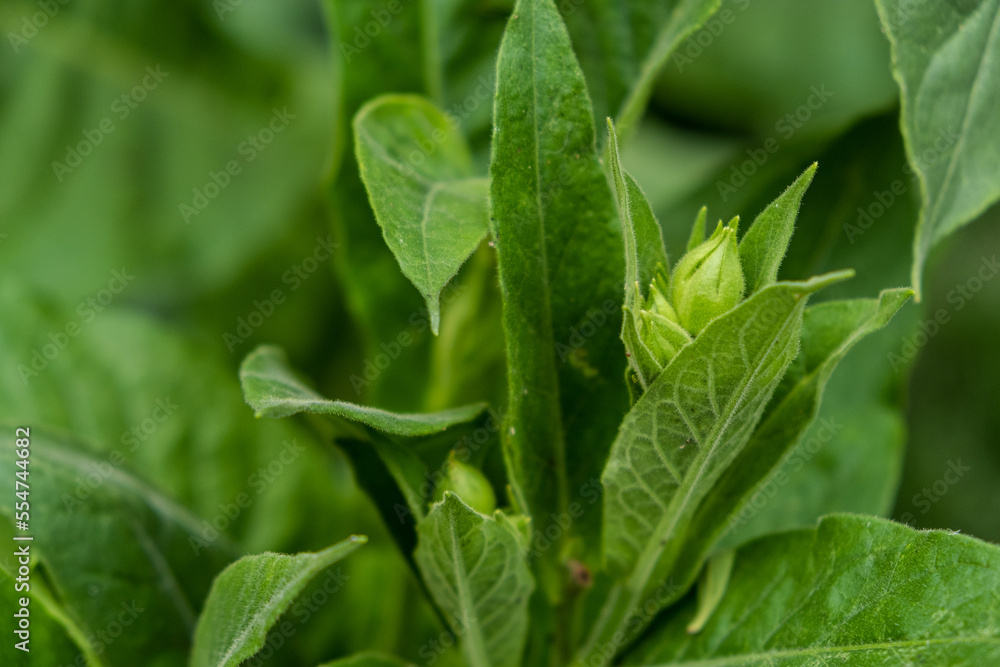 Tobacco Bud and Leaves Closeup Tobacco Bud and Leaves Closeup