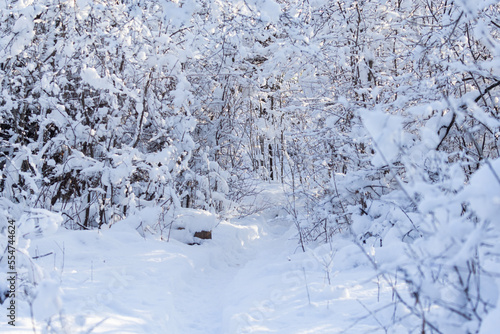 Forest cover in heavy snow in Quebec, Canada © Mircea Costina