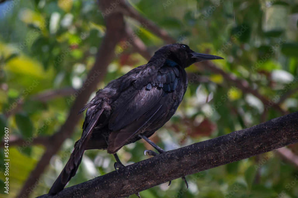 Fototapeta premium blackbird on a branch