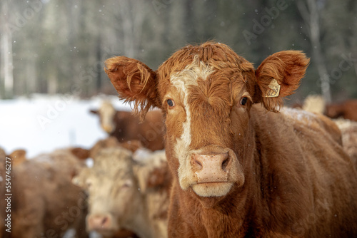 Simmental cow in winter pasture