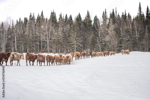 Wallpaper Mural Group of simmental cows walking toward forest in winter pasture Torontodigital.ca