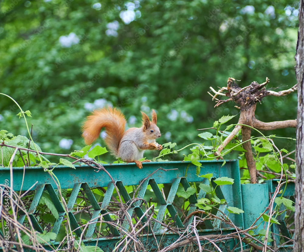 Red squirrel is a species of tree squirrel in the genus Sciurus, common