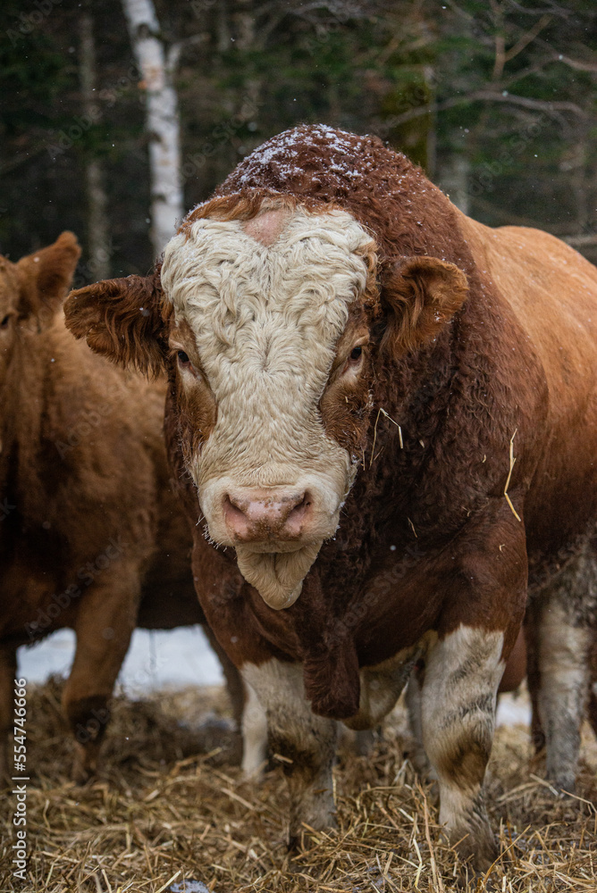 Simmental bull close up in winter pasture Simmental bull close up in winter pasture