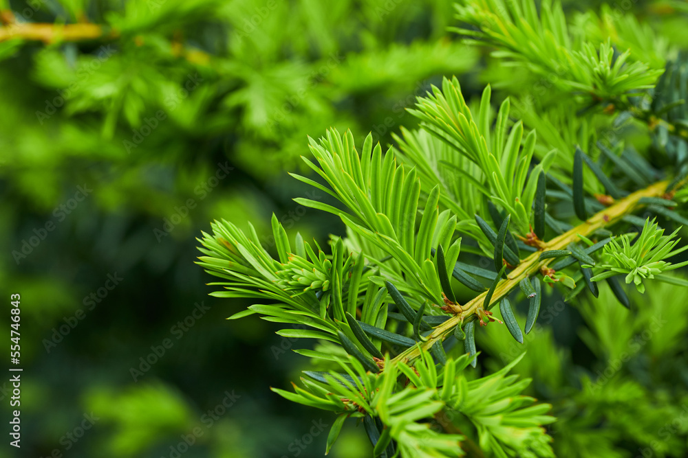 Spruce branch background