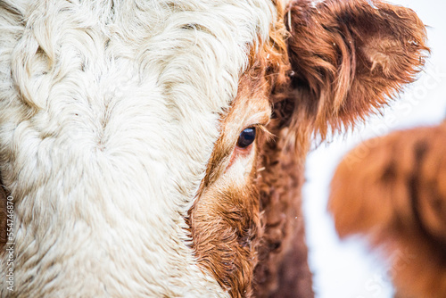 Wallpaper Mural Simmental bull close up in winter pasture Torontodigital.ca