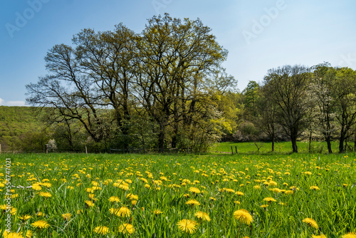 Green meadow full of flowering dandelions, with old oak trees in the distance, historic wood pasture “13 Eichen", Stieghagen, Lauenstein, Ith