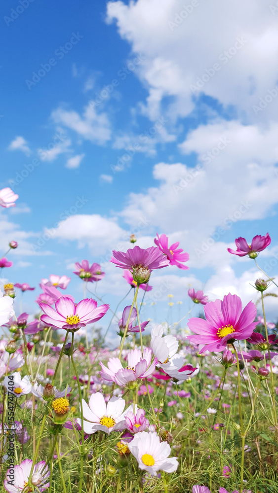 Clear skies, clouds, and cosmos flowers, Cosmos flower background and blue sky, Cosmos flowers dancing in the wind. Near Nakdong River in Gumi, Korea
