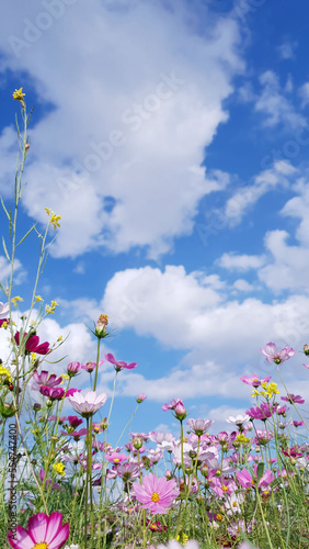 Clear skies, clouds, and cosmos flowers, Cosmos flower background and blue sky, Cosmos flowers dancing in the wind. Near Nakdong River in Gumi, Korea