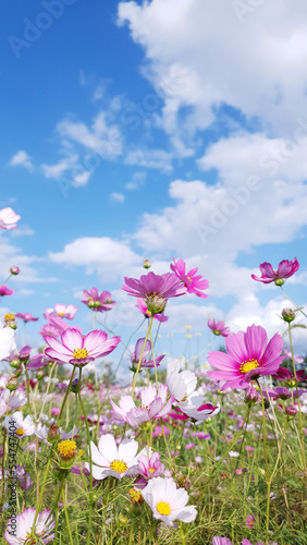 Clear skies, clouds, and cosmos flowers, Cosmos flower background and blue sky, Cosmos flowers dancing in the wind. Near Nakdong River in Gumi, Korea © Matatan