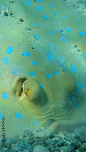 VERTICAL VIDEO, Close-up portrait of Stingray hunts on the sandy bottom. Blue-spotted Stingray (Taeniura lymma) digs in the sand for food. slow motion photo