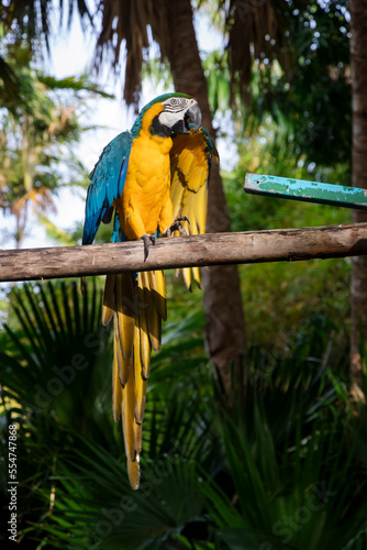 Blue and yellow macaw sitting on a wood branch