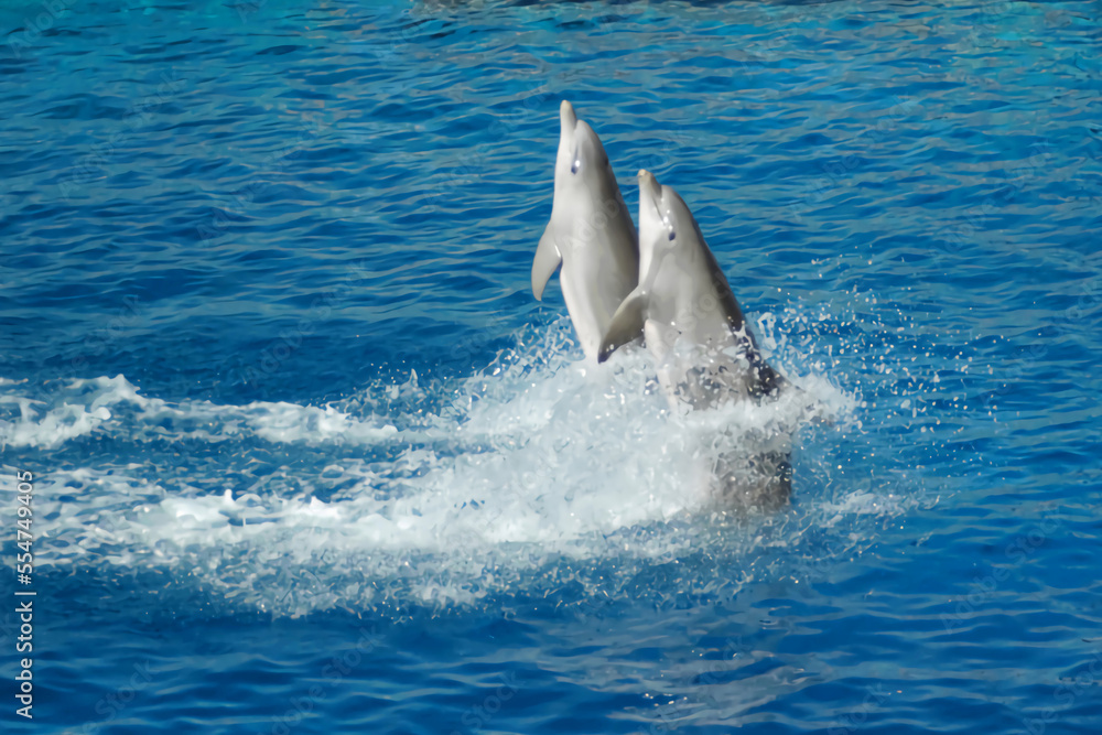 Naklejka premium Dolphins Show
