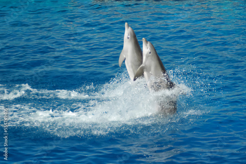 Dolphins Show