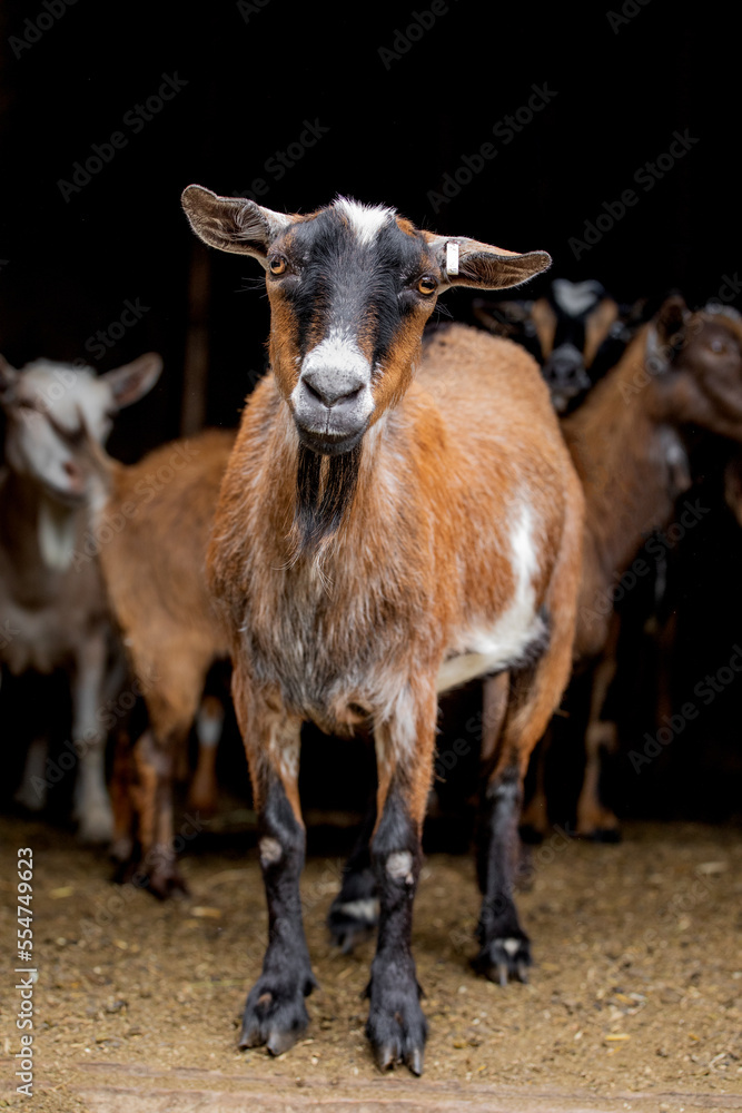 Nigerian Dwarf Goat in Barn
