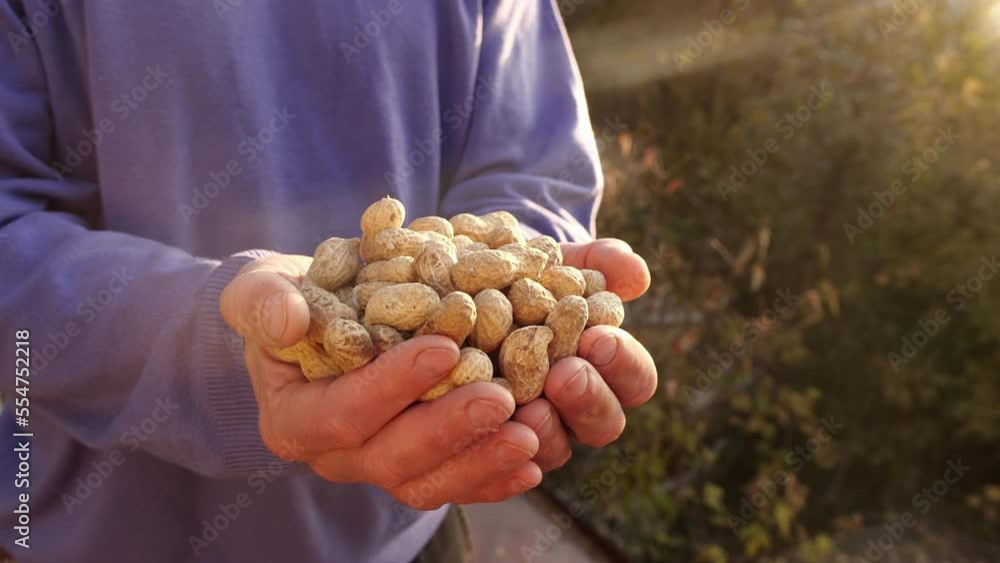 Harvest of peanuts. Peanuts in the shell in the hands of a farmer. Cultivation of peanut crop, Production of peanuts Harvest of peanuts. Peanuts in the shell in the hands of a farmer. Cultivation of peanut crop, Production of peanuts