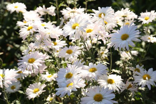 Many beautiful chamomile flowers growing in garden
