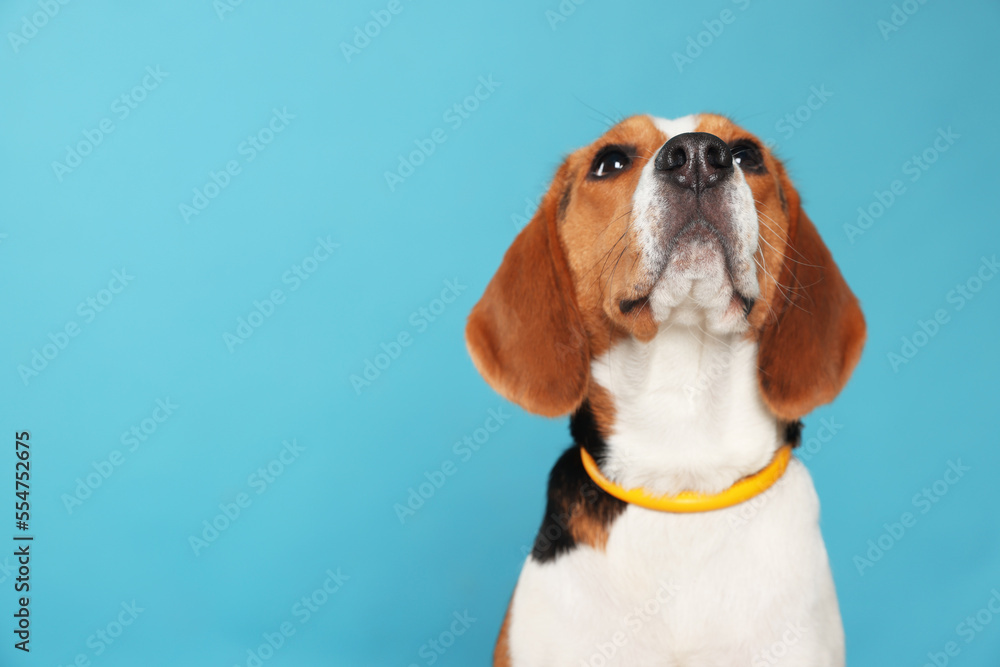 Adorable Beagle dog in stylish collar on light blue background. Space for text Adorable Beagle dog in stylish collar on light blue background. Space for text