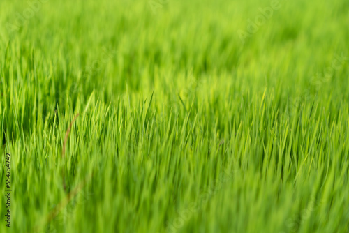 Rice field green grass background.