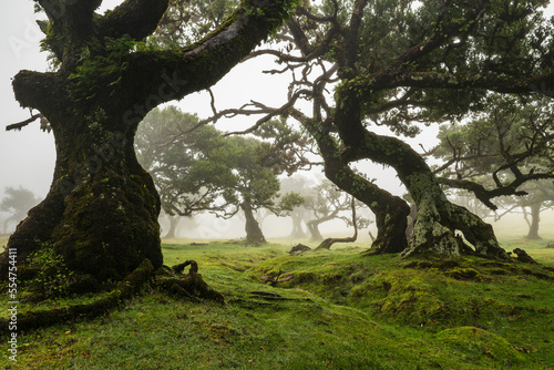 Magical landscape at the laurel forest of Fanal, Madeira, with impressive old stinkwood laurel trees, on a misty day in the Laurissilva Nature Reserve