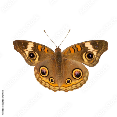 Butterfly isolated on a transparent background, PNG Species: common buckeye (Junonia coenia)