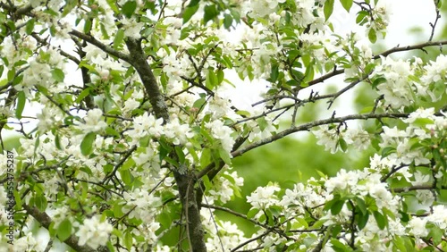 Tennessee Warbler On A Tree With Beautiful White Flowers In Bloom. wide photo