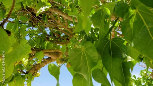 Tropical Green Portia Tree on white sand beach, leaves and branch details, coastline photo
