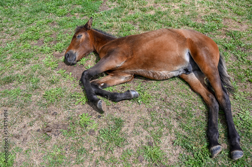 The foal lies on the ground. A young horse is resting.
