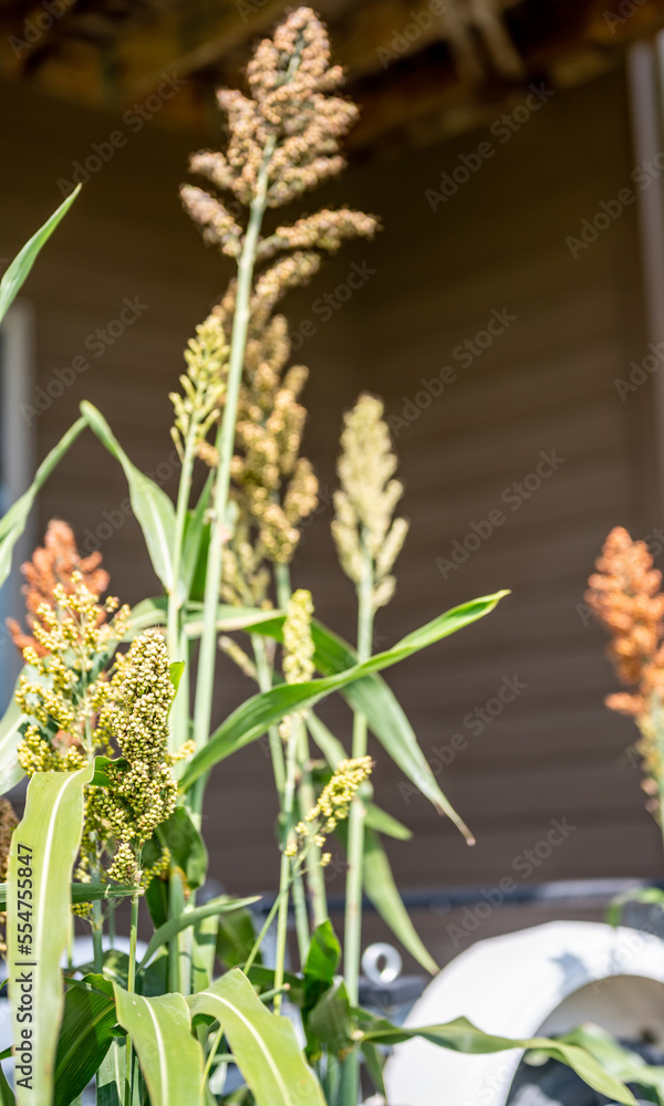 Fototapeta premium Selective focus on maturing seed head of sorghum bicolor