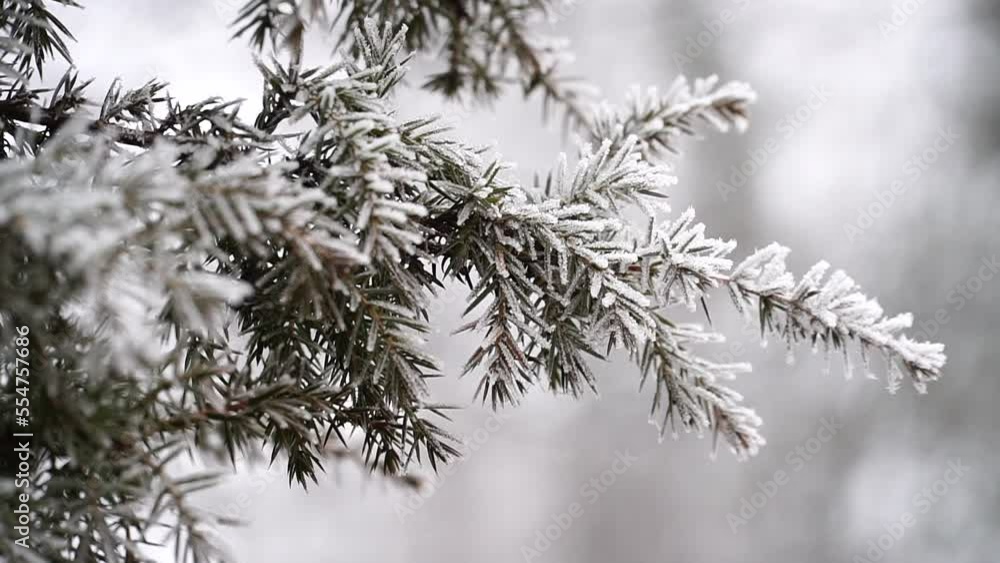 Frost in meadow. Frosty weather. Winter background. First frost at frozen field plants close-up. Selective focus Frost in meadow. Frosty weather. Winter background. First frost at frozen field plants close-up. Selective focus