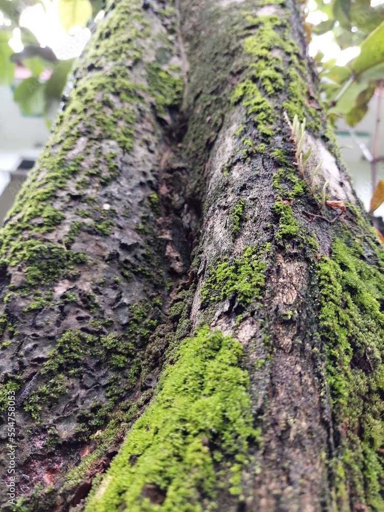 Green moss on a tree bark, Natural moss texture background Green moss on a tree bark, Natural moss texture background