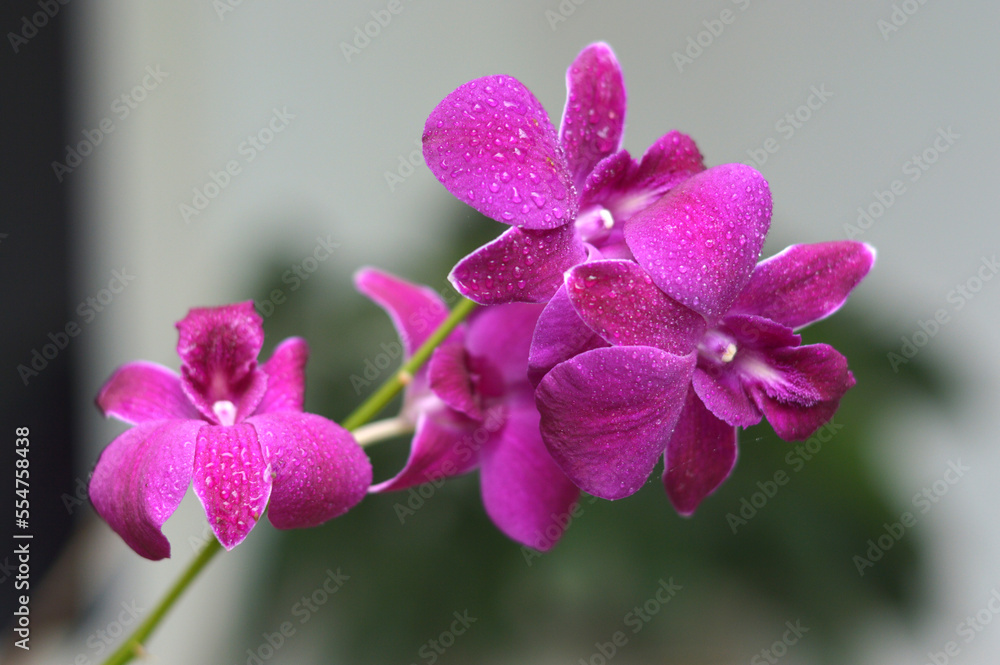 plants and flowers growing in a small garden plants and flowers growing in a small garden