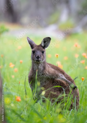 Cute wild young kangaroo graze at green meadow among flowers, animals portrait