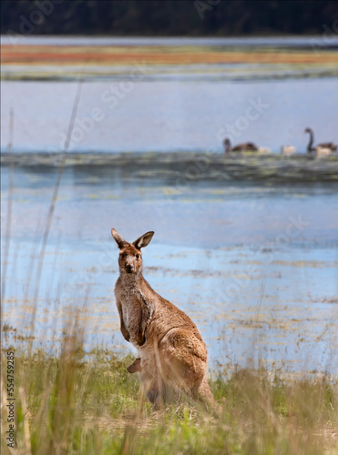 Kangaroo with baby stands on the shore of the lake  birds on the background on the water. Australian natural wildlife  vertical picture