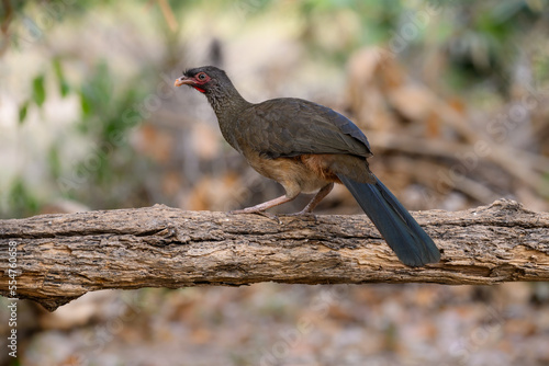 Chaco Chachalaca closeup portrait in Pantanal, Brazil photo