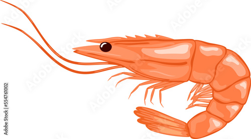 Shrimp vector illustration