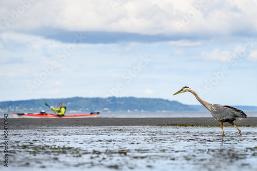 Fotografija Great Blue Heron walking on the beach at low tide with a kayaker on Puget Sound