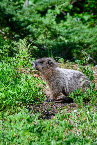 Closeup of a cute Hoary Marmot feeding on lupine leaves in Mt. Rainier National Park  © knelson20