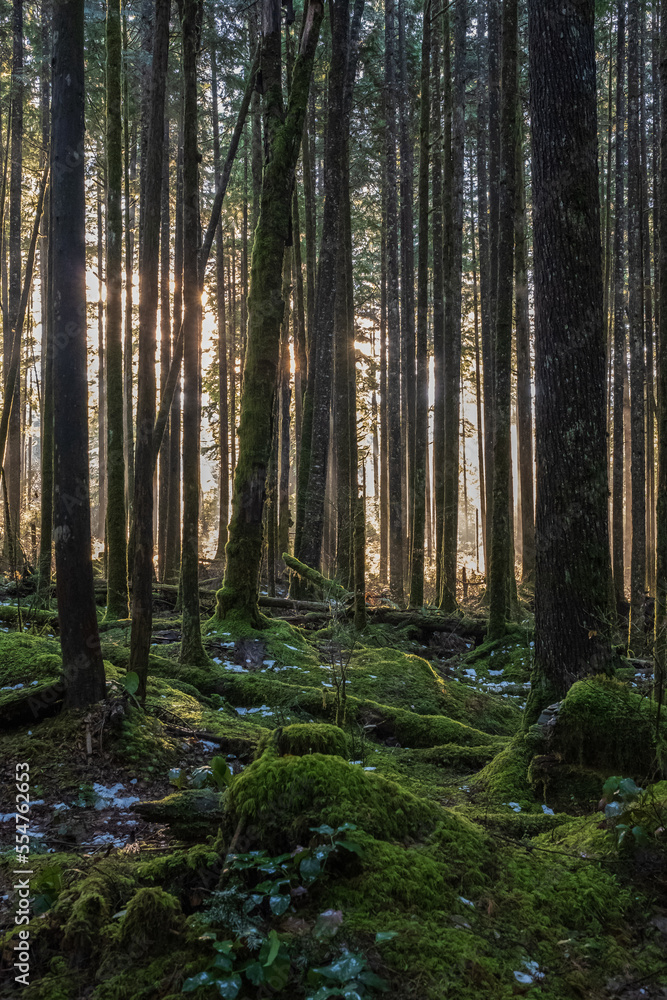 Fototapeta premium Forest with morning sunlight. Misty rainforest and bright sun beams through trees branches, autumn dark woodland