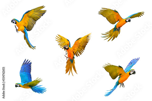 Set of Macaw parrot flying isolated on transparent background png file