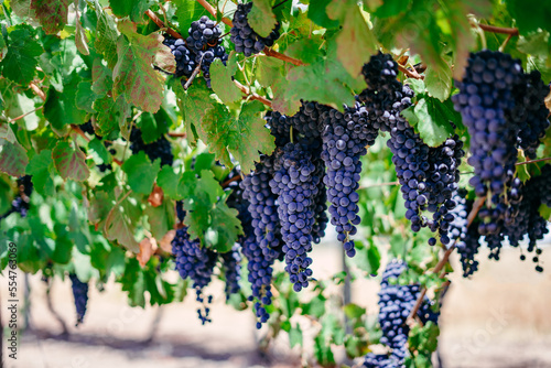 Photos Bunches of ripe grapes growing on at a vineyard in Swan Valley, Western Australi
