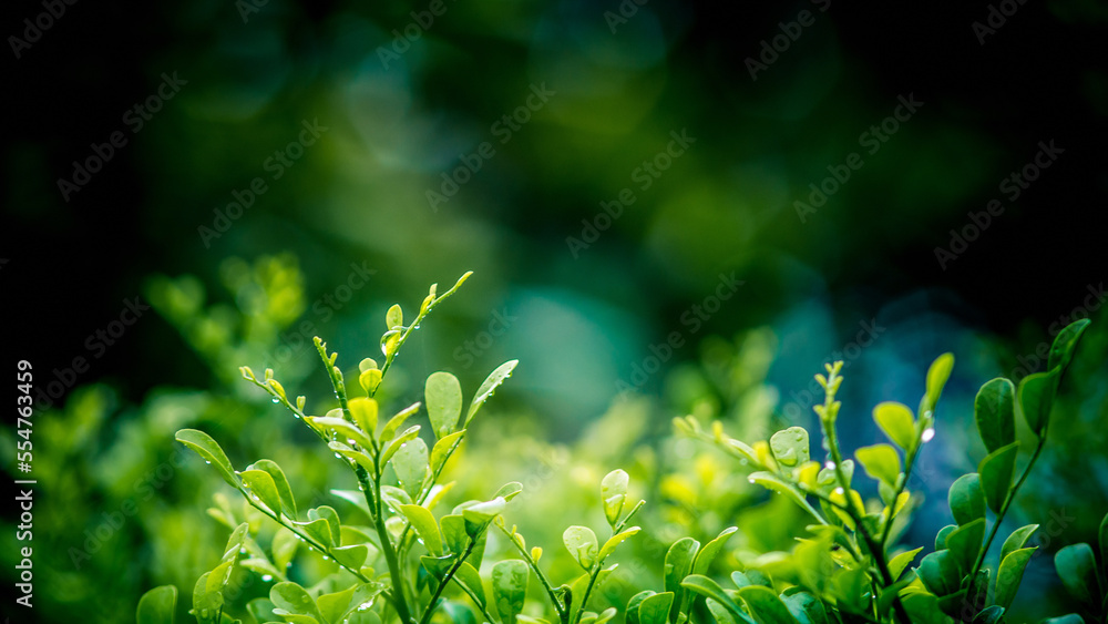 Green leave with rainy day, fresh green leaves in morning, Nature blurred background, Thailand. Green leave with rainy day, fresh green leaves in morning, Nature blurred background, Thailand.
