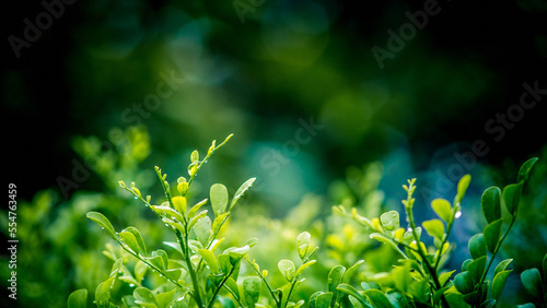 Green leave with rainy day, fresh green leaves in morning, Nature blurred background, Thailand.