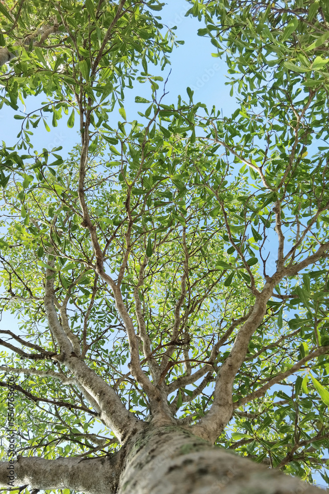 Landscape the big tree with nature background Landscape the big tree with nature background