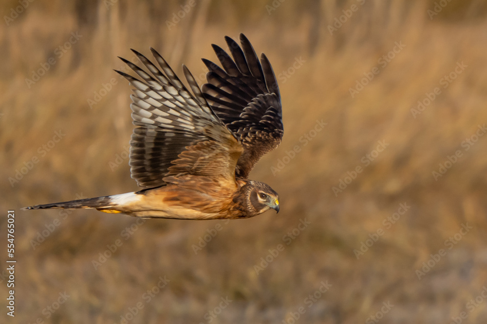 Fototapeta premium Northern Harrier Hawk Hunting in Nisqually National Wildlife Refuge
