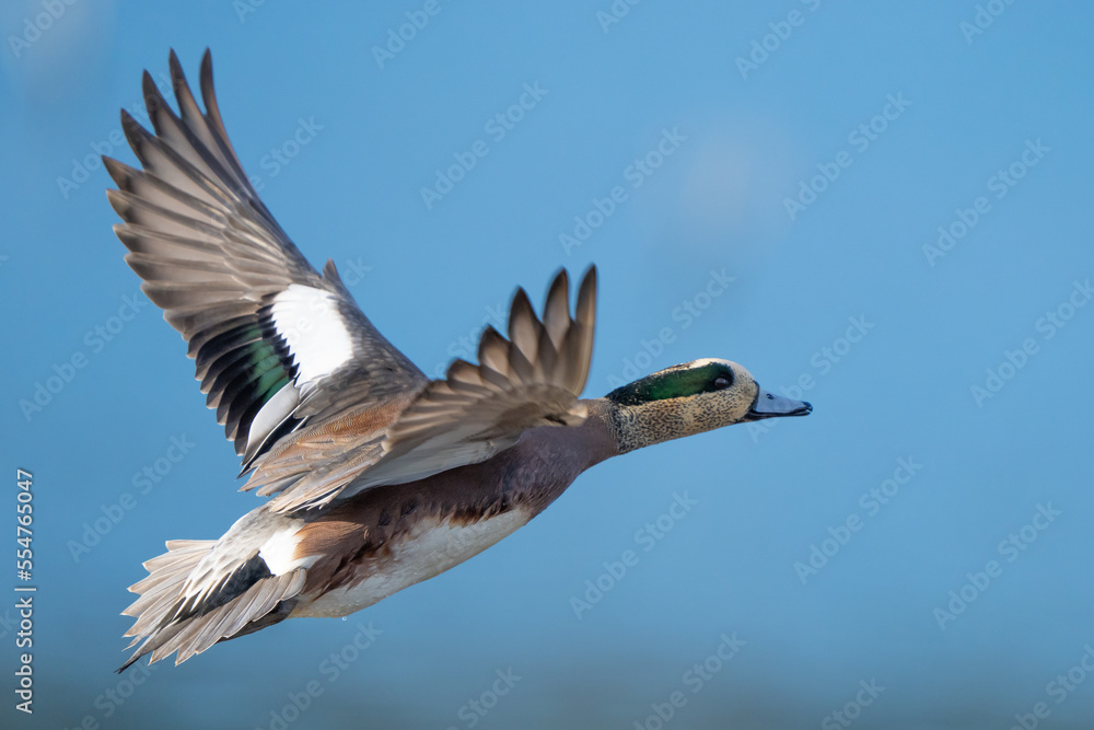 Fototapeta premium American Wigeon on a Sunny Winter Day