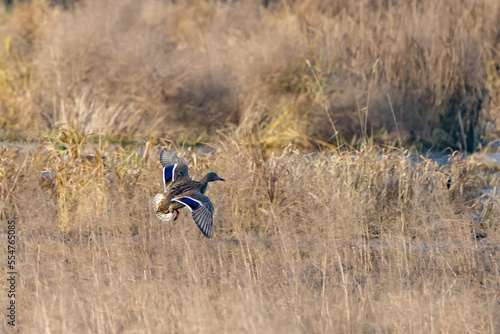 Mallards in Flight at Nisqually National Wildlife Refuge © Jeff Huth